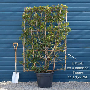 Patio Portuguese Laurel Tree | Prunus lusitanica 'Brenelia'® Ornamental Trees