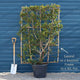 Patio Portuguese Laurel Tree | Prunus lusitanica 'Brenelia'® Ornamental Trees