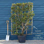 Patio Portuguese Laurel Tree | Prunus lusitanica 'Brenelia'® Ornamental Trees