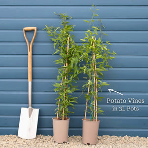 Chilean Potato Vine | Solanum crispum 'Glasnevin' Climbing Plants