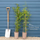 Chilean Potato Vine | Solanum crispum 'Glasnevin' Climbing Plants
