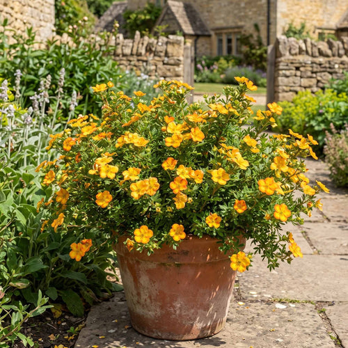 Shrubby Cinquefoil | Potentilla fruticosa 'Solar'issima' Shrubs