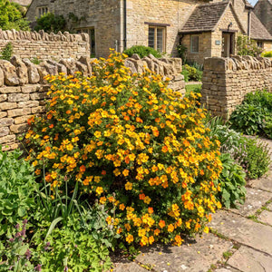 Shrubby Cinquefoil | Potentilla fruticosa 'Solar'issima' Shrubs