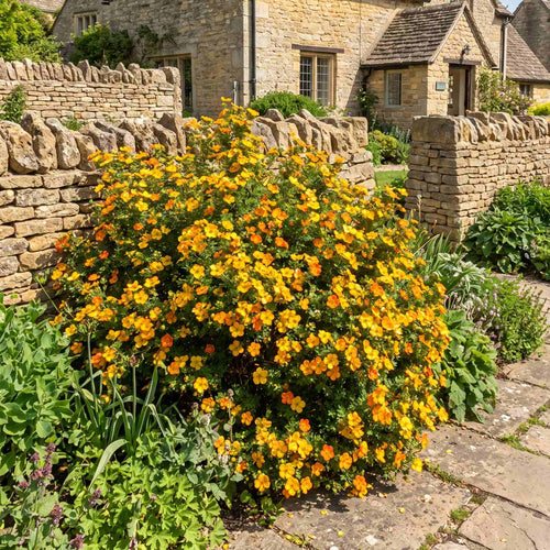 Shrubby Cinquefoil | Potentilla fruticosa 'Solar'issima' Shrubs
