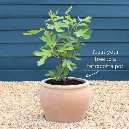 'Rouge De Bordeaux' Fig Tree Soft Fruit