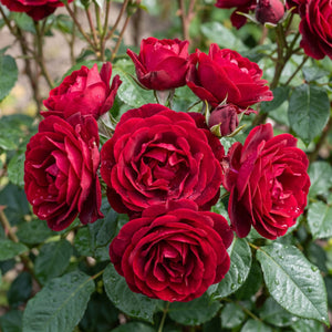 'Precious Ruby' Bush Rose Shrubs