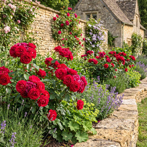 'Precious Ruby' Bush Rose Shrubs