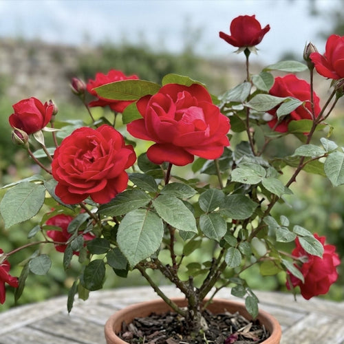 'Precious Ruby' Bush Rose Shrubs