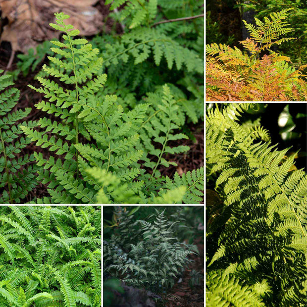 Premium Fern Collection Pond Plants