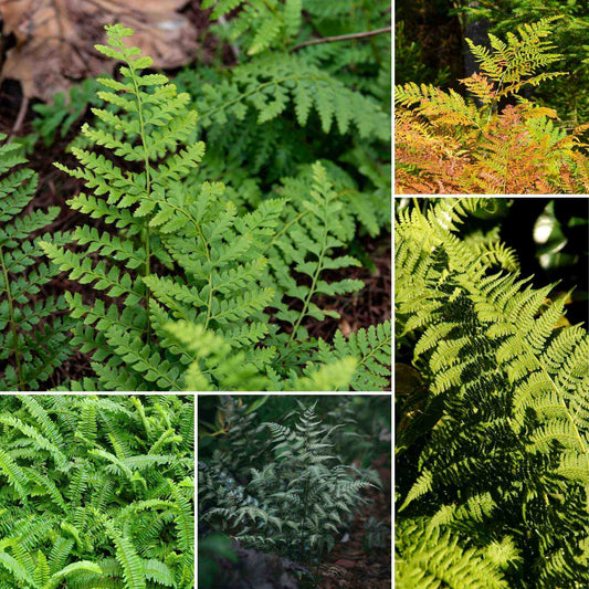 Premium Fern Collection Pond Plants
