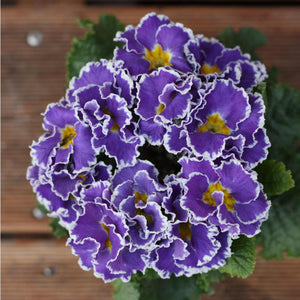 Blue & Purple Primrose Collection Annual bedding