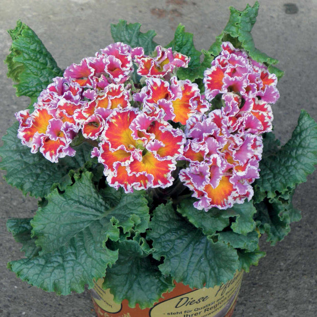 Primrose 'Sirococco Red Flame' | Primula Acaulis Annual Bedding