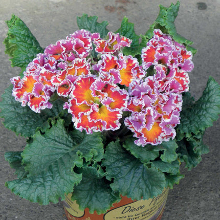 Primrose 'Sirococco Red Flame' | Primula Acaulis Annual Bedding