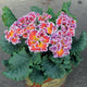 Primrose 'Sirococco Red Flame' | Primula Acaulis Annual Bedding