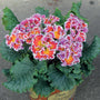 Primrose 'Sirococco Red Flame' | Primula Acaulis Annual Bedding