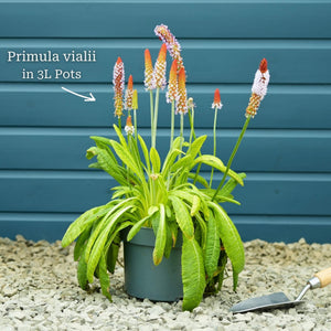 Orchid Primrose | Primula vialii Perennial Bedding