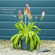 Orchid Primrose | Primula vialii Perennial Bedding