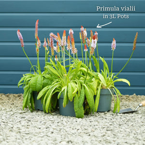 Orchid Primrose | Primula vialii Perennial Bedding