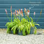 Orchid Primrose | Primula vialii Perennial Bedding