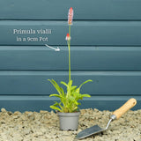 Orchid Primrose | Primula vialii Perennial Bedding