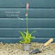 Orchid Primrose | Primula vialii Perennial Bedding