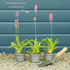 Orchid Primrose | Primula vialii Pond Plants