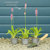 Orchid Primrose | Primula vialii Pond Plants