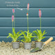 Orchid Primrose | Primula vialii Pond Plants