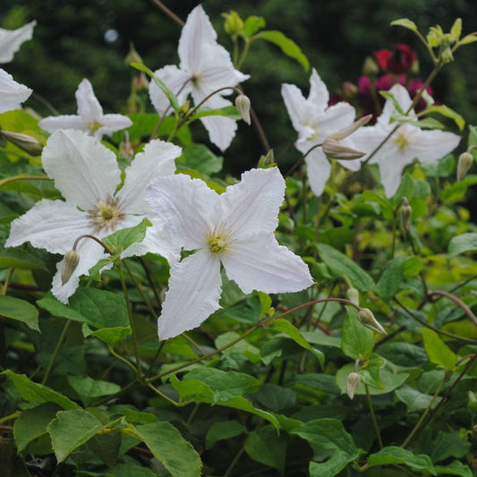 Clematis 'Prince George' Climbing Plants