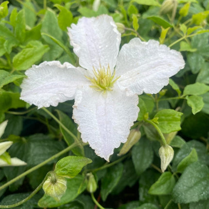 Clematis 'Prince George' Climbing Plants
