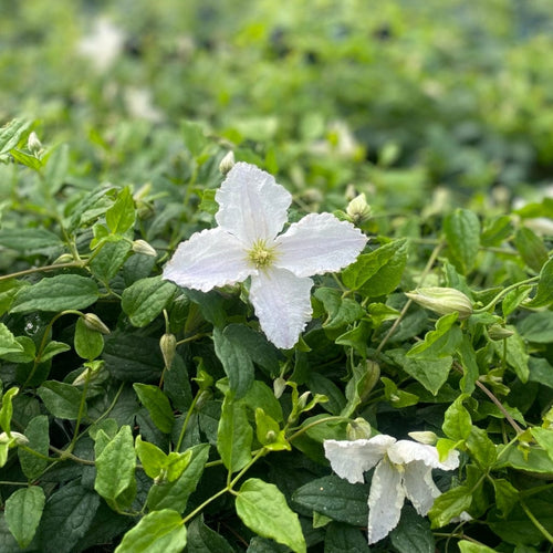Clematis 'Prince George' Climbing Plants