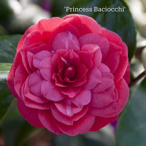 Camellia Gift Gift Option