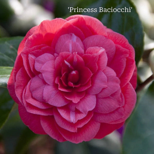 Camellia Gift Gift Option