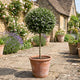 Patio Alpine Mint Tree | Prostanthera cuneata Shrubs