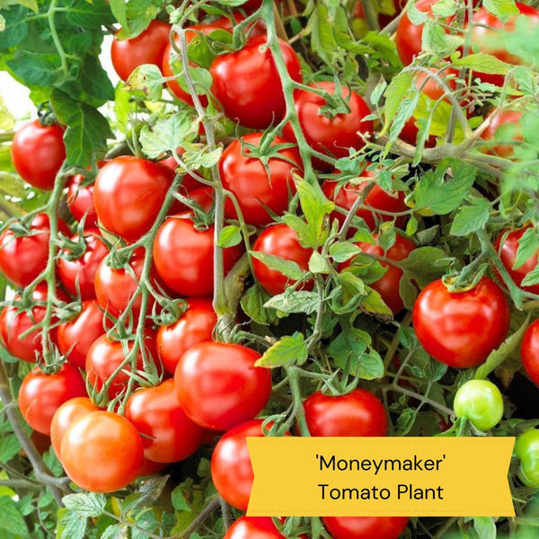 Proven Winners Tomato Plants Collection Vegetables