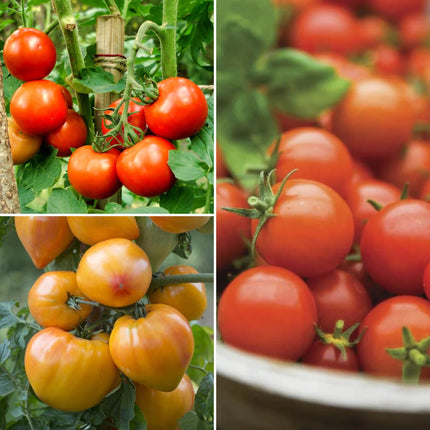 Proven Winners Tomato Plants Collection Vegetables