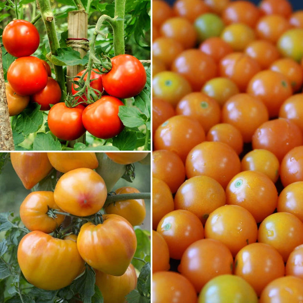 Proven Winners Tomato Plants Collection Vegetables