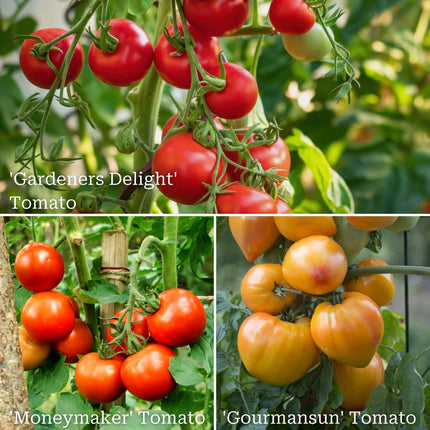 Proven Winners Tomato Plants Collection Vegetables