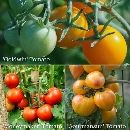 Proven Winners Tomato Plants Collection Vegetables