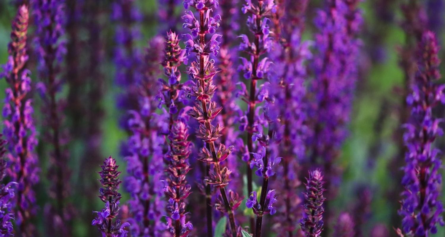 Pruning Salvias: A Complete Guide