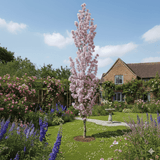 'Flagpole' Cherry Blossom Tree | Prunus Amanogawa Ornamental Trees