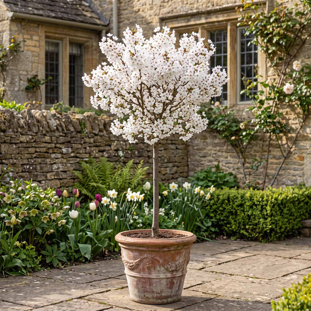 Patio Cherry Blossom Tree | Prunus 'Brilliant' Ornamental Trees