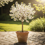 Patio Cherry Blossom Tree | Prunus 'Brilliant' Ornamental Trees