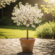 Patio Cherry Blossom Tree | Prunus 'Brilliant' Ornamental Trees