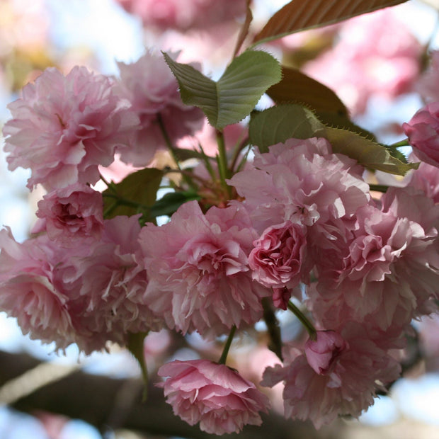 'Candy Floss' Cherry Blossom Tree | Prunus 'Matsumae-beni-murasaki' Ornamental Trees