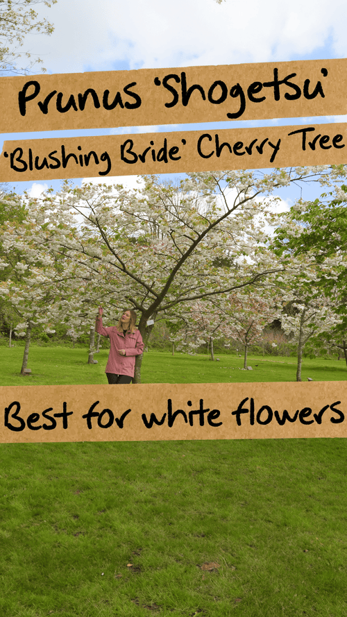 Which cherry tree should you pick if you prefer white flowers?