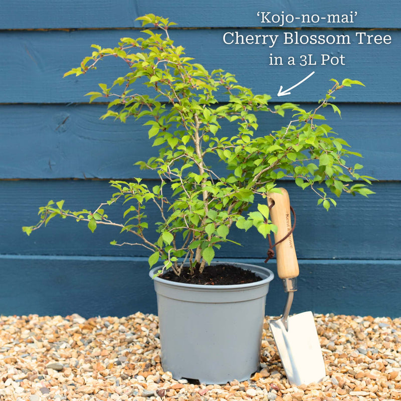 Dwarf Fuji Cherry Blossom Tree | Prunus incisa 'Kojo-no-mai' Shrubs