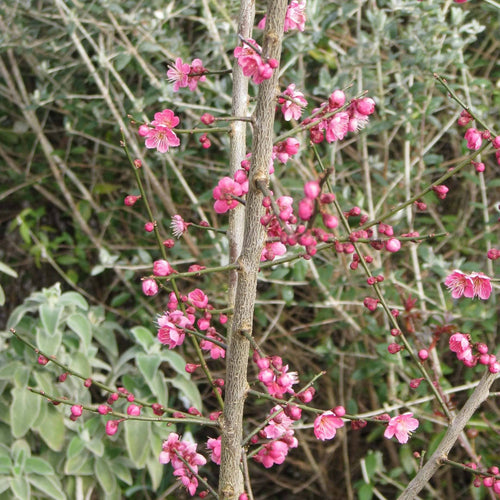 Japanese Apricot Tree | Prunus mume 'Beni-chidori' Ornamental Trees