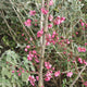 Japanese Apricot Tree | Prunus mume 'Beni-chidori' Ornamental Trees