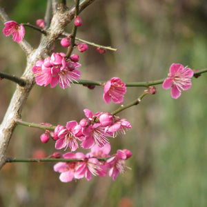 Japanese Apricot Tree | Prunus mume 'Beni-chidori' Ornamental Trees